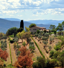 Olivenhain mit Wohnhaus und im Hintergrund Hügel des Chianti