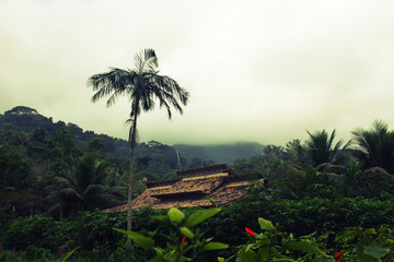 Fototapeta na wymiar roof of tropical house in the jungle