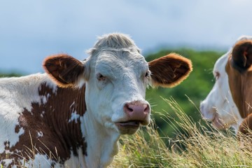 Vaches laitières.
