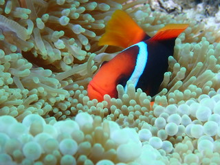 Naklejka na ściany i meble 8月の宮古島、自然が残ったままの天然珊瑚の海に感動
