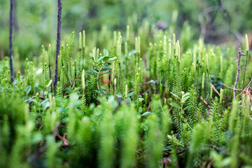 A beautiful close up of a natural wild flowers blooming in the forest