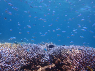 Naklejka na ściany i meble 人気の宮古島、大神島付近の海域の天然枝珊瑚とデバスズメダイの群れ