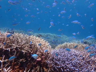 Naklejka na ściany i meble 人気の宮古島、大神島付近の海域の天然枝珊瑚とデバスズメダイの群れ