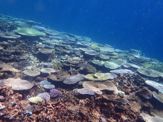 人気の宮古島、天然記念物指定の八重干瀬の天然珊瑚