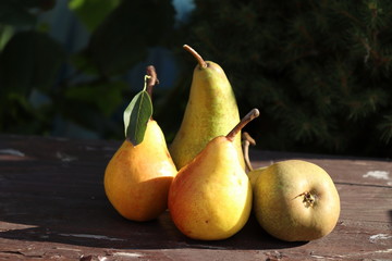 Fresh, juicy ,tasty organic pears on old wooden table , free space for text. Autumn nature concept. It looks like an oil painting.Blurred background