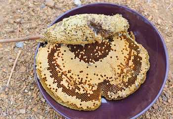 Close up view of the working bees on honey cells, Honeycomb with bees and honey.