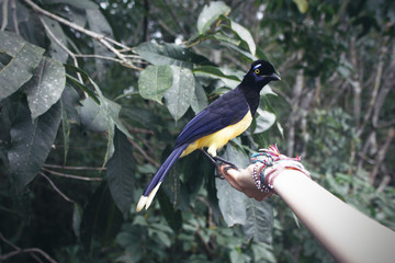 bird with dark head Plush crested Jay in women's hand
