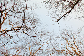 Dry tree branches background.