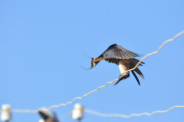 Fototapeta premium Swallow feeding her chicks on electric wire against blue sky. Swallow bird in natural habitat