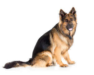 German shepherd long-haired dog sitting isolated