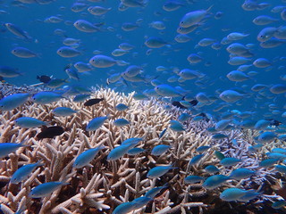 8月の夏日の宮古島の枝珊瑚とデバスズメダイの群れ