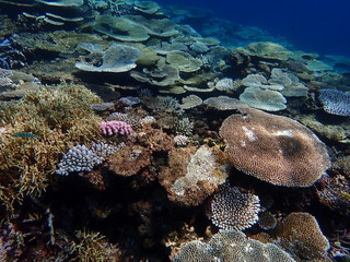 Fototapeta na wymiar 人気の宮古島、天然記念物指定の八重干瀬の天然珊瑚