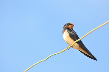 Swallows sitting on wires and rest against the blue sky. Swallow bird in natural habitat