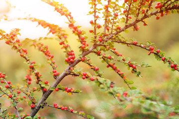 A Cotoneaster bush with red berries on branches, autumnal background. Closeup colorful autumn bushes in the park.