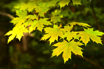 Yellow maple leaves on a tree. Autumn leaves on a branch on a blurry dark background.