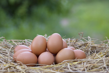 Good quality chicken eggs on the straw nest on blur green background, with protein and nutritional value in local farm in Thailand.
