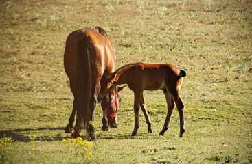 Wild horses