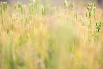 Blurred background of blooming grass, lit by the sun