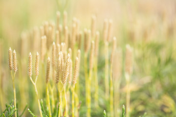 Fototapeta na wymiar Blooming grass, lit by the sun