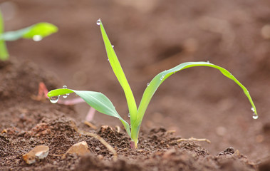 Young corn seedling.