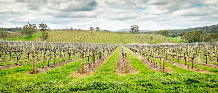 Wine Valley In Adelaide Hills