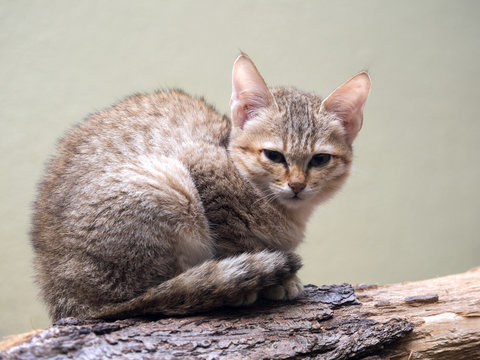 young Arabian wildcat, Felis silvestris gordoni, on a branch
