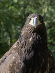 portrait of White-tailed Eagle, Haliaeetus albicilla