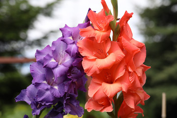 Head of  gladiolus flower in summer garden © wjarek