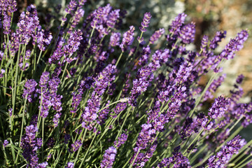 Garden with the flourishing lavender
