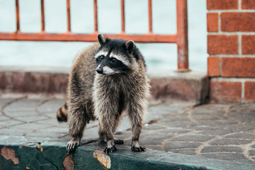a beautiful racoon looking for food © jon_chica