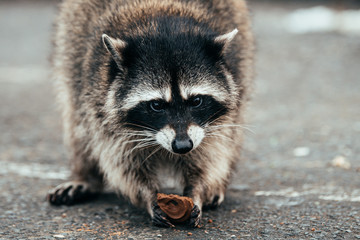 a beautiful racoon looking for food