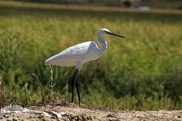 Garza (Ardeidae) en el delta del Ebro, Tarragona (España)