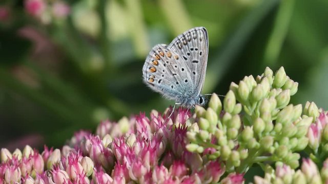  Hauhechel-Bl&auml;uling auf einer Fetthenne