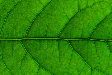 Naklejka na ściany i meble Close up texture of green avocado leaf. Concept symbol of ECO FRIENDLY.
