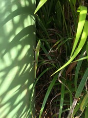 Gecko Lizard