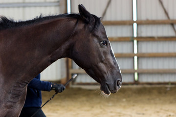 Brown horse learning to work without bridle on manege