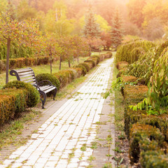 Colorful foliage in autumn park. Autumn landscape background.
