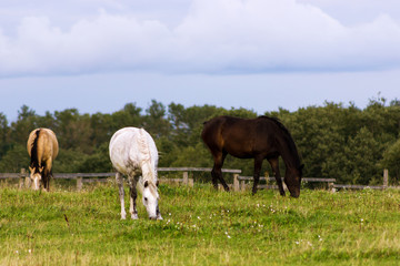 Fototapeta na wymiar Three horses grazing on a pasture at summer day
