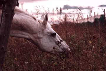 Gray horse grazing on a pasture at summer day