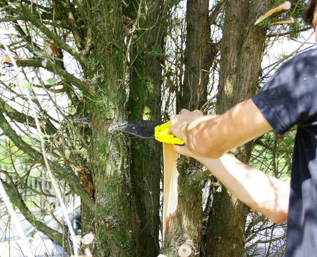 scier un tronc d'arbre,d&eacute;tail