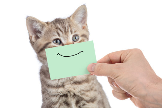 funny happy young cat portrait with smile on green cardboard isolated on white