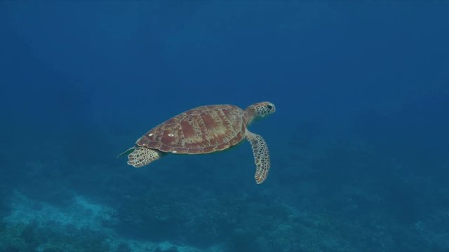 Green sea turtle in blue water. 4k footage
