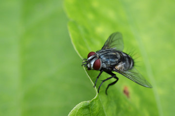 Image of a flies (Diptera) on green leaves. Insect Animal