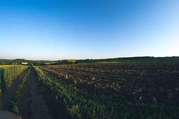 Evening landscape on a summer field near the road.