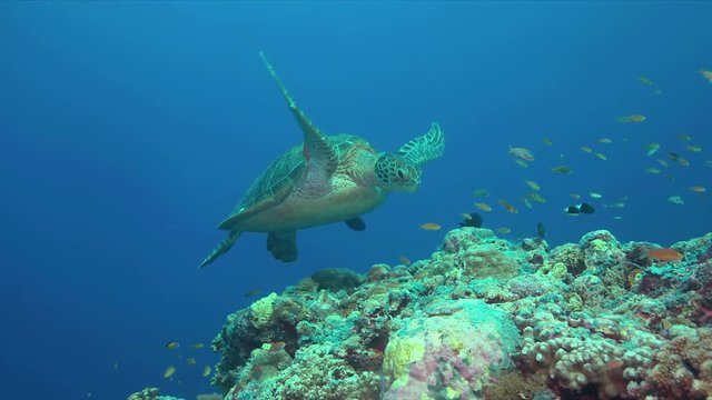 Green sea turtle on a coral reef with plenty fish. 4k footage