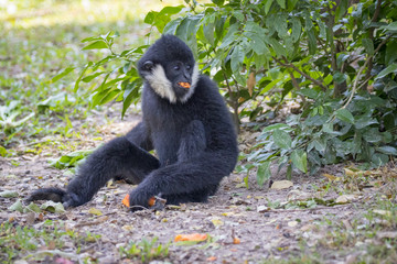 Image of black gibbon (White-Cheeked Gibbon) eating food on nature background. Wild Animals.