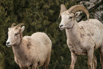 ビッグホーンシープ