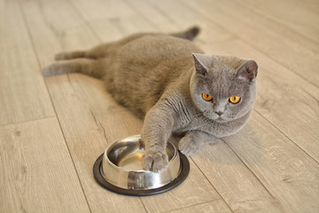 Pregnant british shorthair cat with expressive orange eyes waiting for Food. She keeps her paw on...
