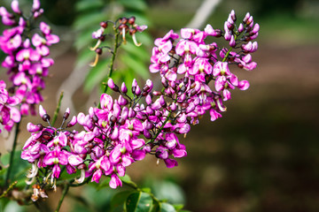 Flowers at the Uxmal archaeological site, Yucatan, Mexico.