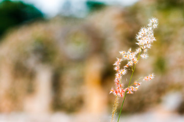 Small corn-like flower at the Uxmal archaeological site, Yucatan, Mexico.